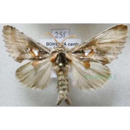 Spatalia argentina (Denis & Schiffermüller, 1775) male Naramiennica srebrnica Czech25f